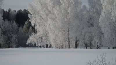 Ульянова Светлана Анатольевна 50 лет. - Деревья инеем покрыты (2018) п. Узень